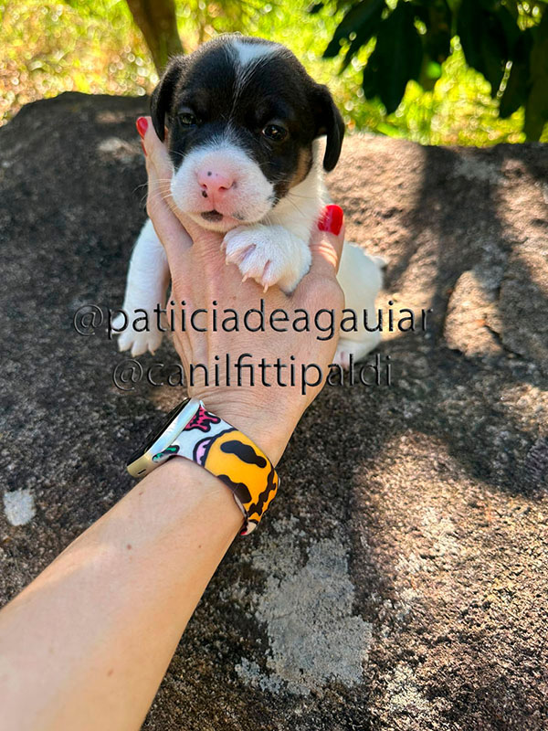 Macho Jack Russell Terrier tricolor nascido em 23/03/2026